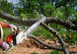 Best Leaf Removal  in Sallisaw, OK